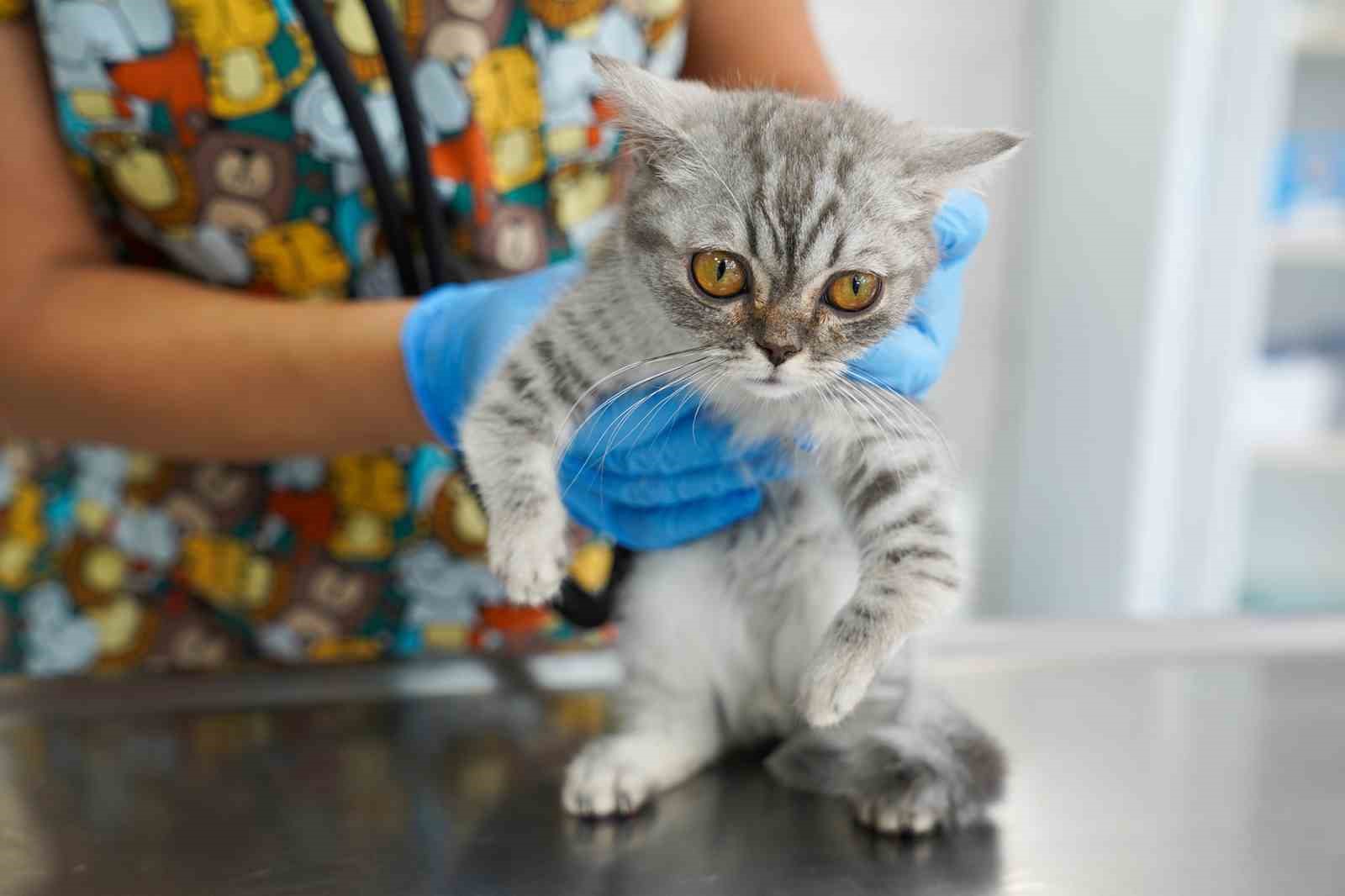 Sahiplendirilen sokak hayvanları  sıcak yuvalarına kavuştu