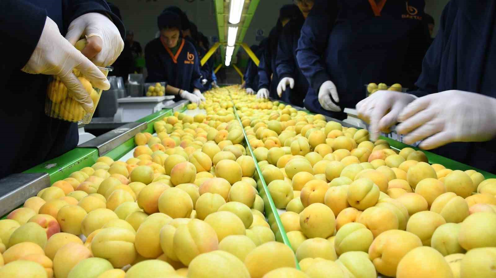 Malatya kayısında fiyat istikrarı arayışı