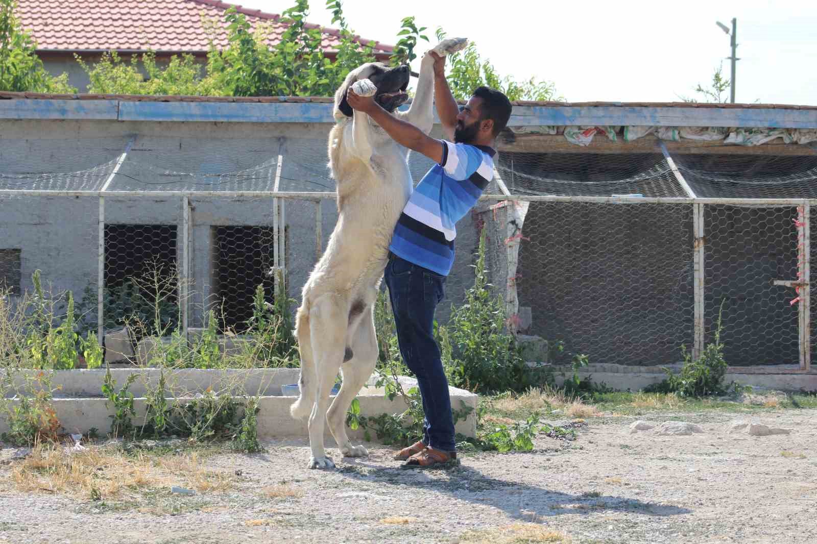 Bu köpeğin boyu insan boyunu geçiyor