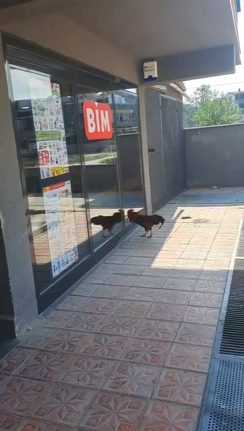 Markete giremeyen horoz cama saldırdı