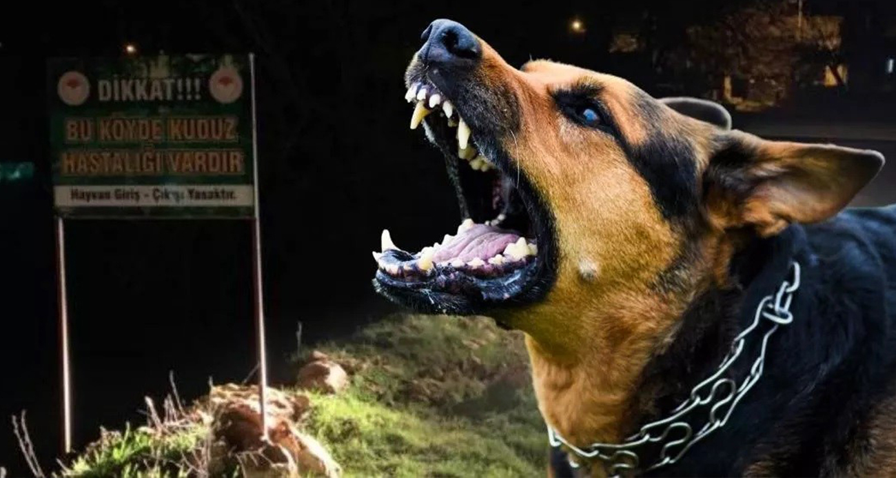 Sokak hayvanları uzun süredir dünyanın da gündeminde