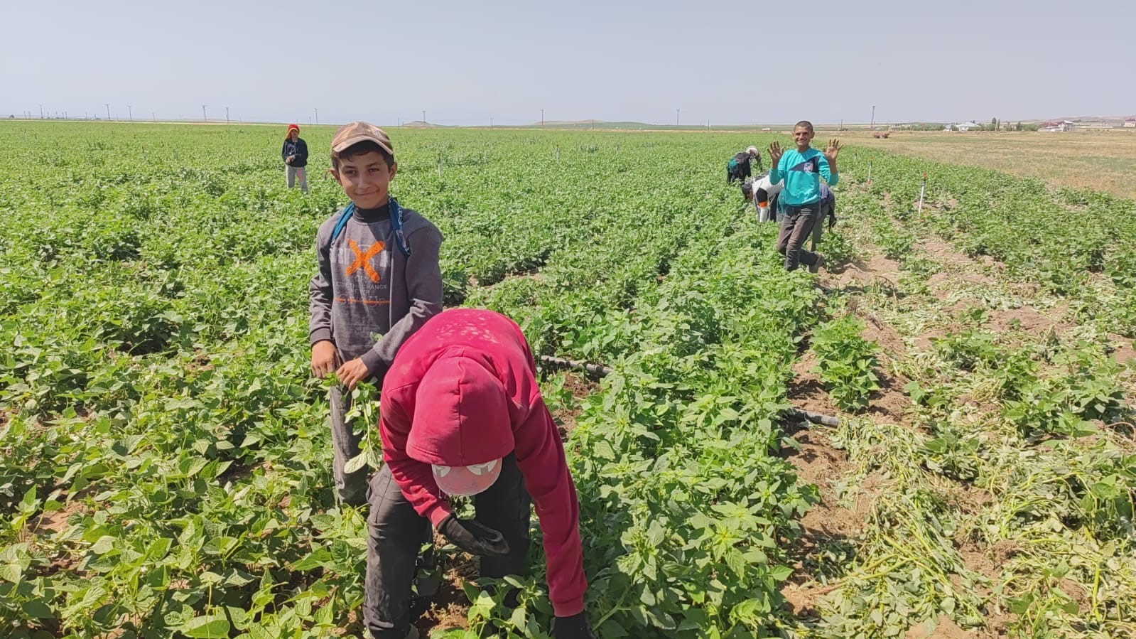 Kavurucu sıcakta ekmek parası için ter döküyorlar