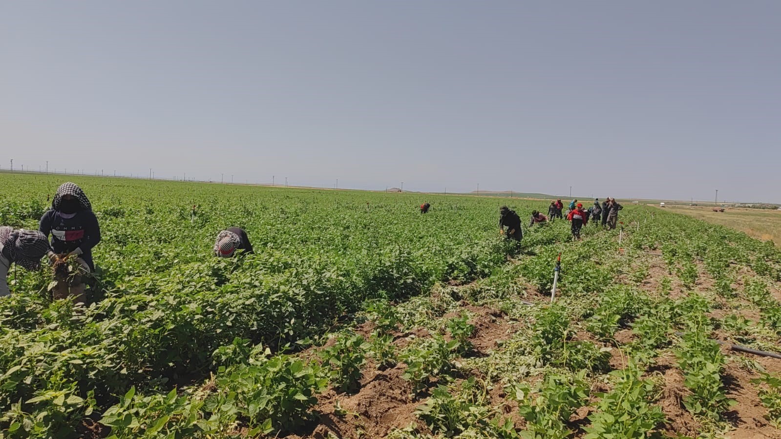 Kavurucu sıcakta ekmek parası için ter döküyorlar