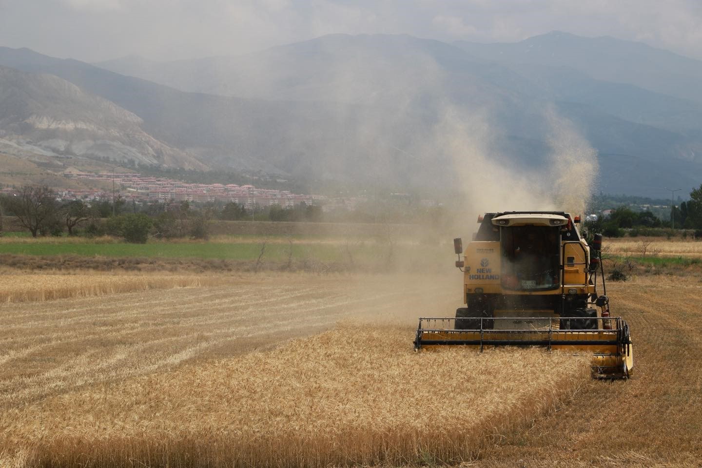 Erzincan’da hububat tarlalarında hasat başladı