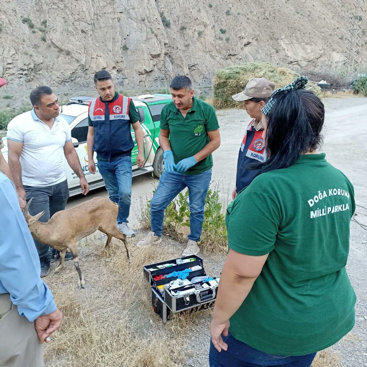 Dağ keçisi, tedavi için Hakkâri’den Van’a getirildi