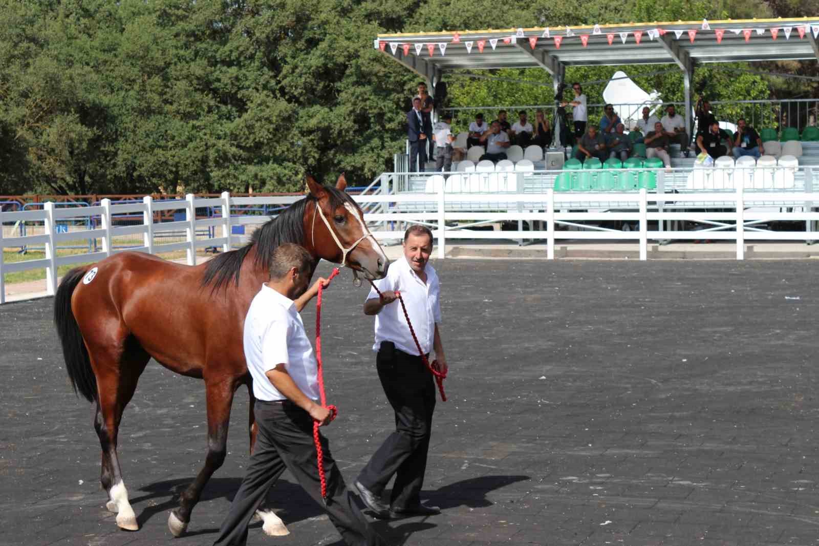 Fiyatı 2 milyon TL: Ev fiyatına tay