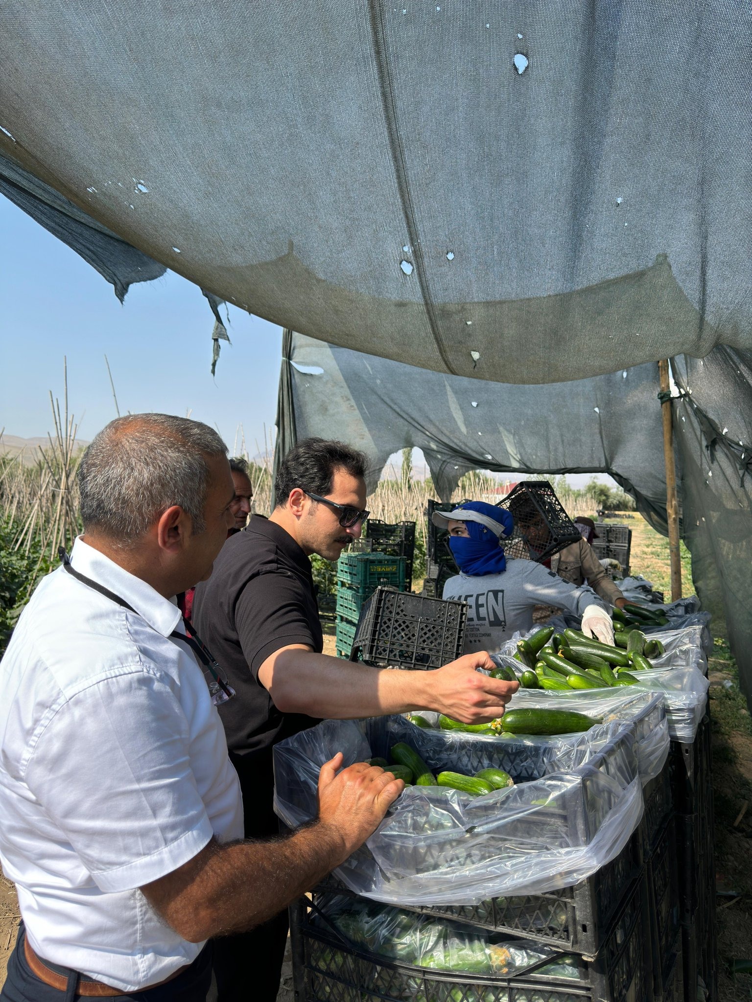 Gürpınar Kaymakamı Erdem’den sera ziyareti