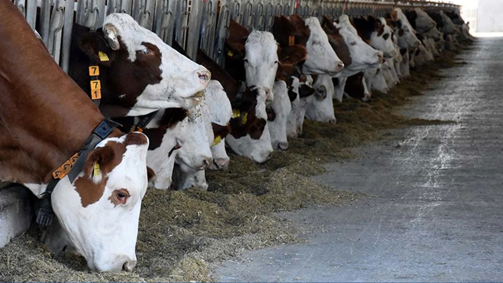 Hayvancılıkta planlı üretim kapsamında yeni destekleme modeli Resmi gazetede