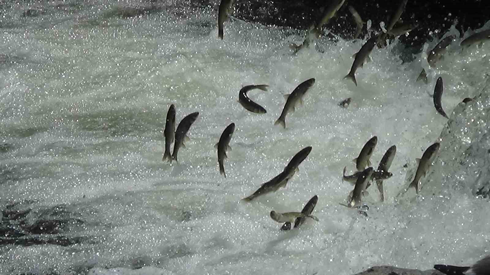 İnci kefalinin üreme sezonu sorunsuz sona erdi  