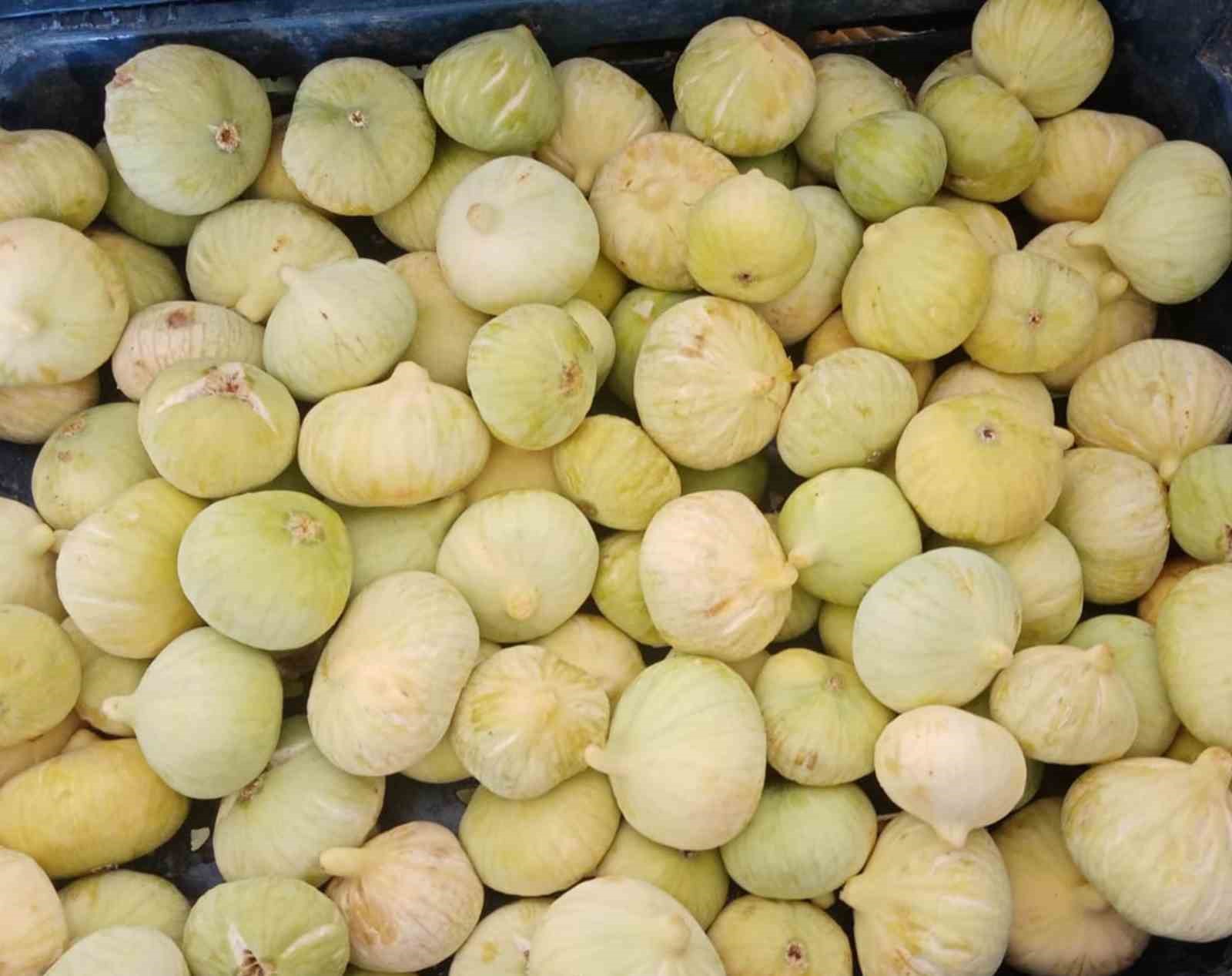 İncir hasadı başladı