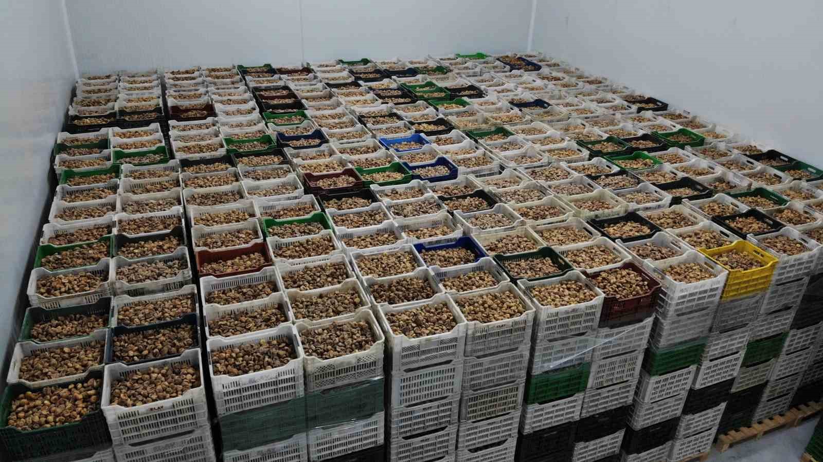 Kuru meyve sektörü 1 milyar doları geçti