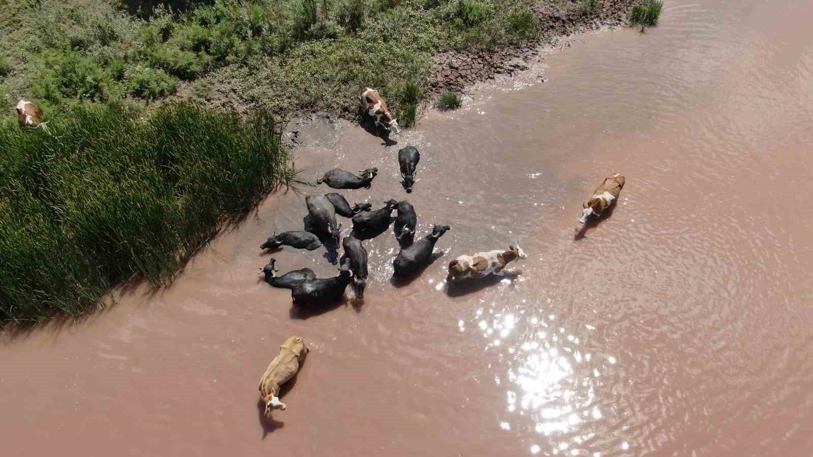 Sıcak havalar ortaya Afrika belgesellerini aratmayan görüntüler çıkardı