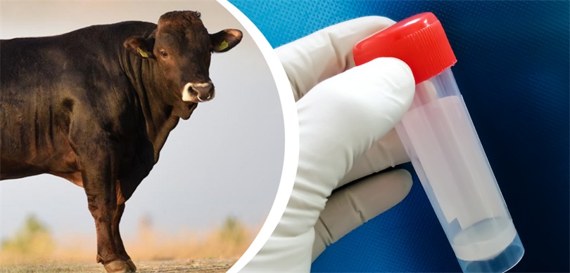 TİGEM’den Azerbaycan’a ikinci sperma ihracatı