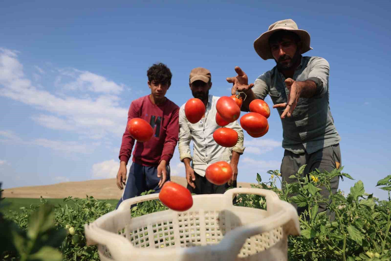 Üretici vatandaşa seslendi: ’’Gelin tarladan 8 liraya alın’’