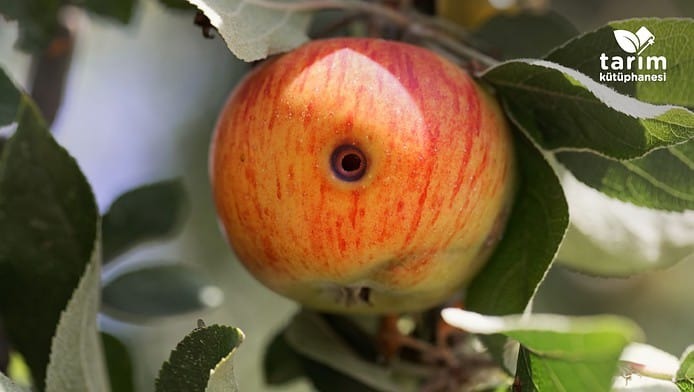 Van Tarım İl Müdürü Görentaş’tan elma kurdu uyarısı!