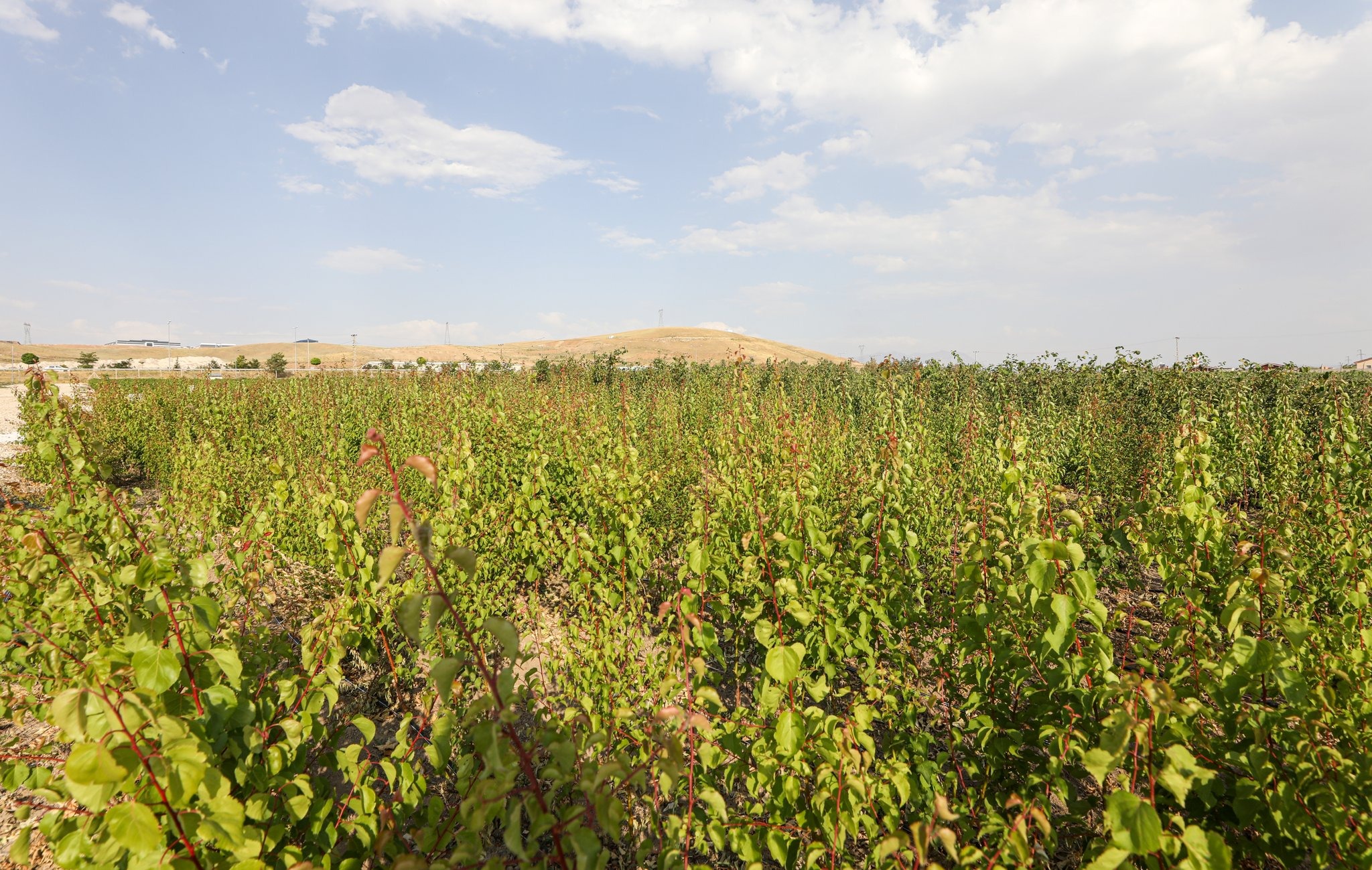 Van’da 3 milyon fidan projesi devam ediyor