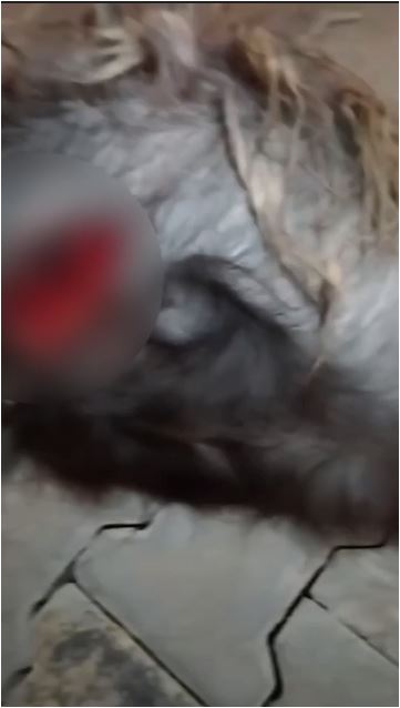 Van’da sokak köpekleri dehşet saçtı!