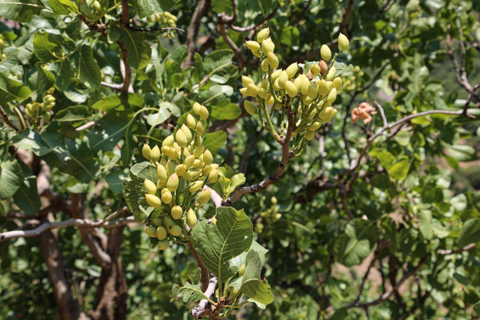 Van’da yabani bıttımlar fıstığa dönüştürülüyor
