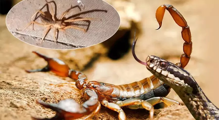 Yılan ve akrep sokmasında ne yapılmalı? Uzmanından önemli uyarılar!