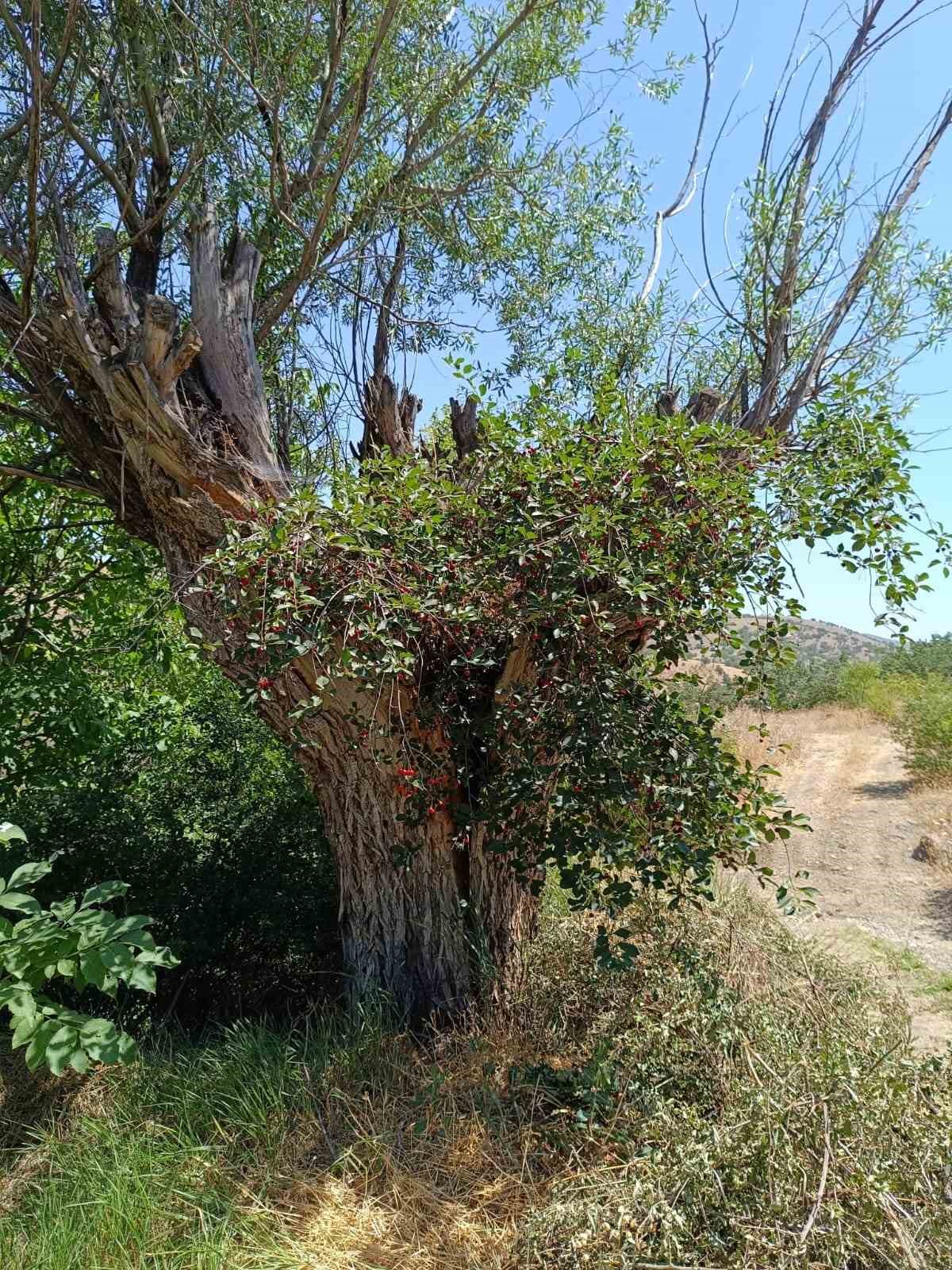 Ağaçlar karıştı: Söğüt’ten vişne çıktı
