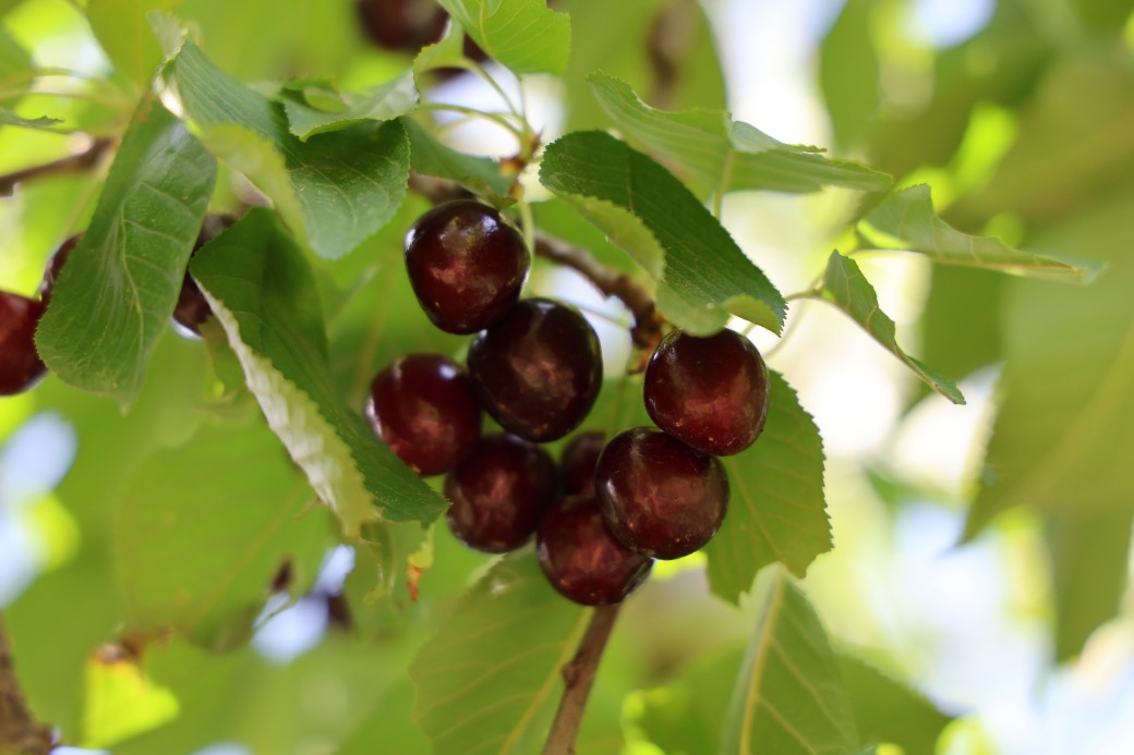 Lezzeti ülke sınırlarını aşan Saimbeyli kirazı tescil bekliyor