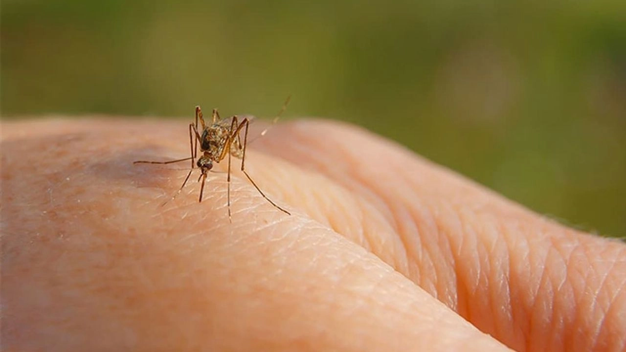 Böcek ve sinek ısırıklarına dikkat!