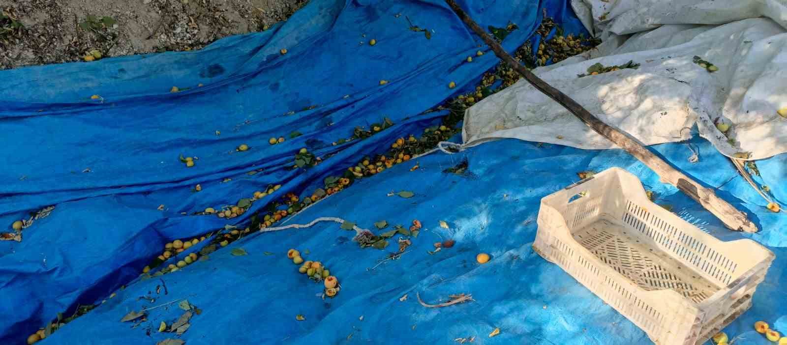Ağaçlara ağaçkakanlar dadandı, kayısılar çöp oldu