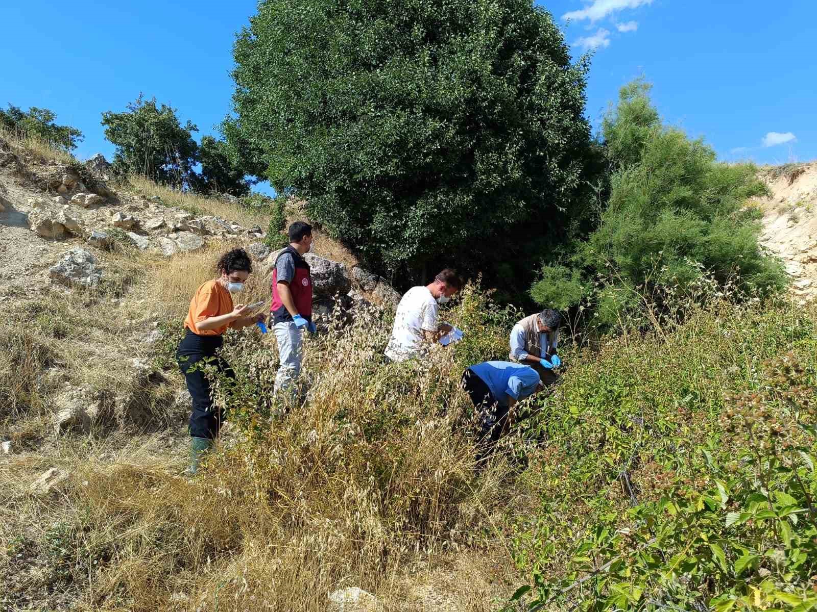 Biri uçurumdan atlayınca diğerleri peşinden koştu: 43 koyun telef oldu