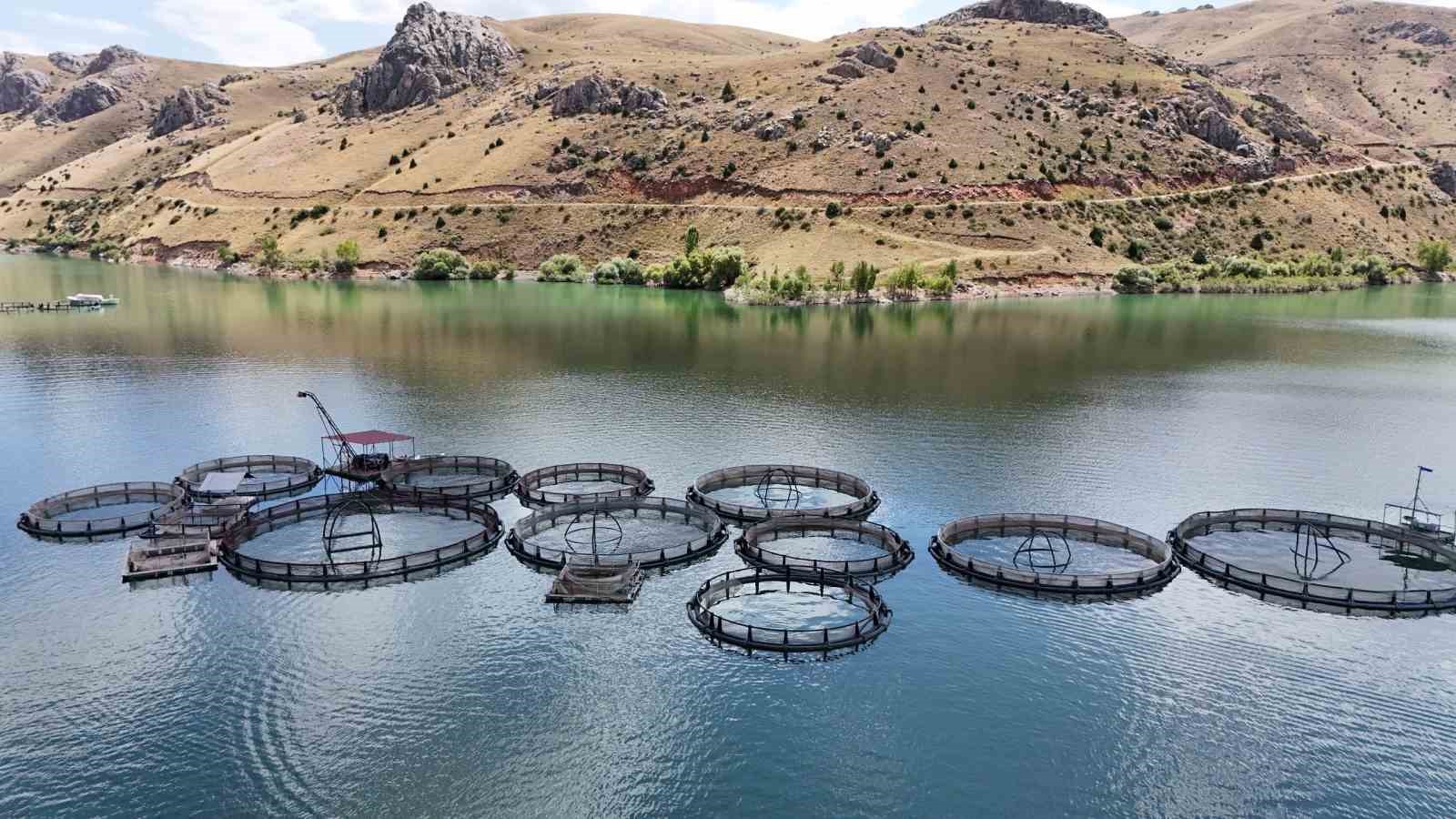 Çayda  üretilen balıklar Trabzon ve Elâzığ’a sevk ediliyor