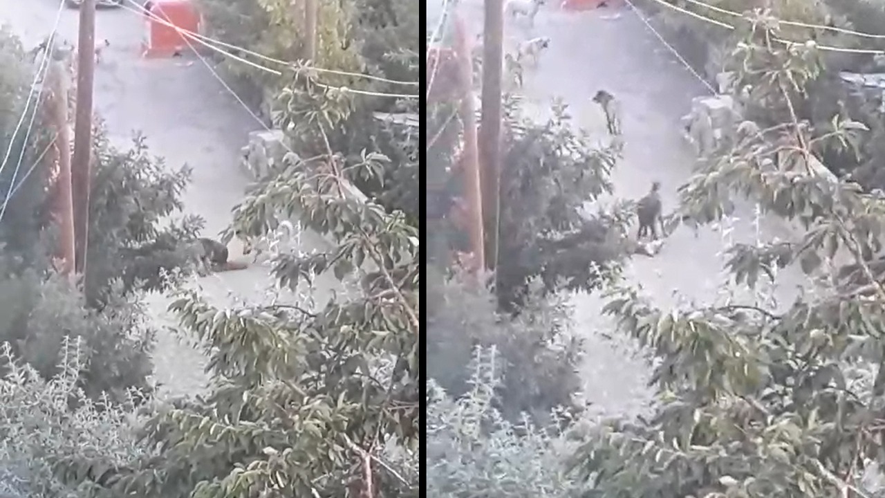 Van’da başıboş sokak köpekleri dehşet saçıyor!