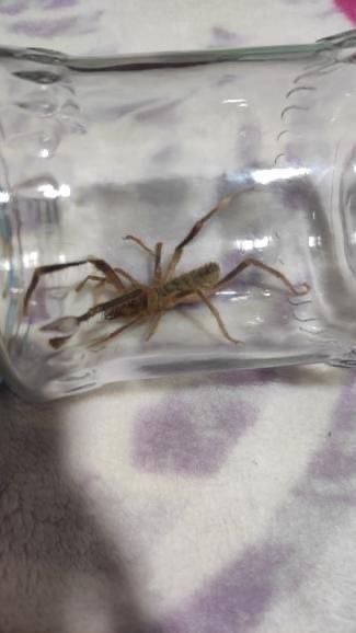 Güçlü zehiri ile bilinen sarıkız örümceği Yüksekova’da görüldü