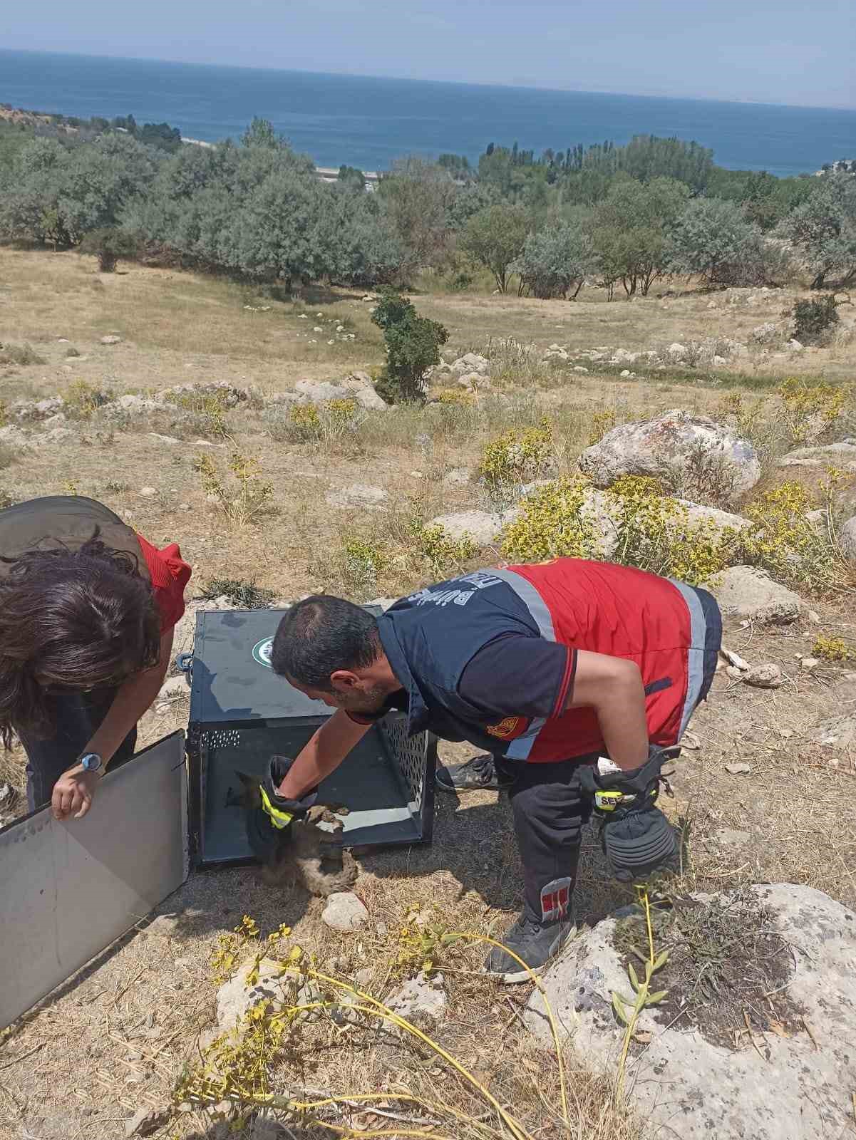 10 metrelik kuyuya düşen yavru tilki kurtarıldı
