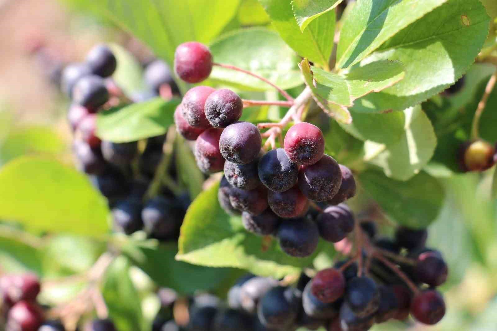 Erzincan’ın aronya üretimi