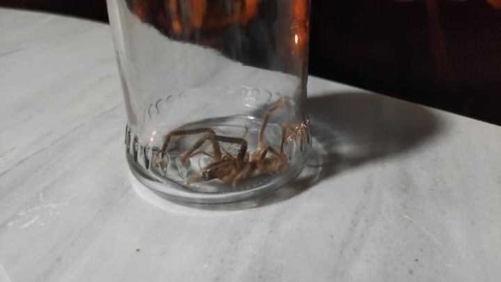 Et yiyen örümcek, Yüksekova’da görüldü