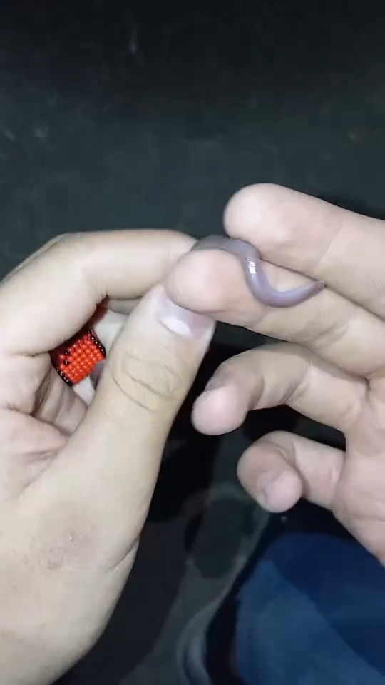 İki arkadaşın yılanla oyunu