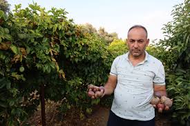 Oto yedek parça satıcısıydı, tropikal meyve üreticisi oldu, siparişlere yetişemiyor