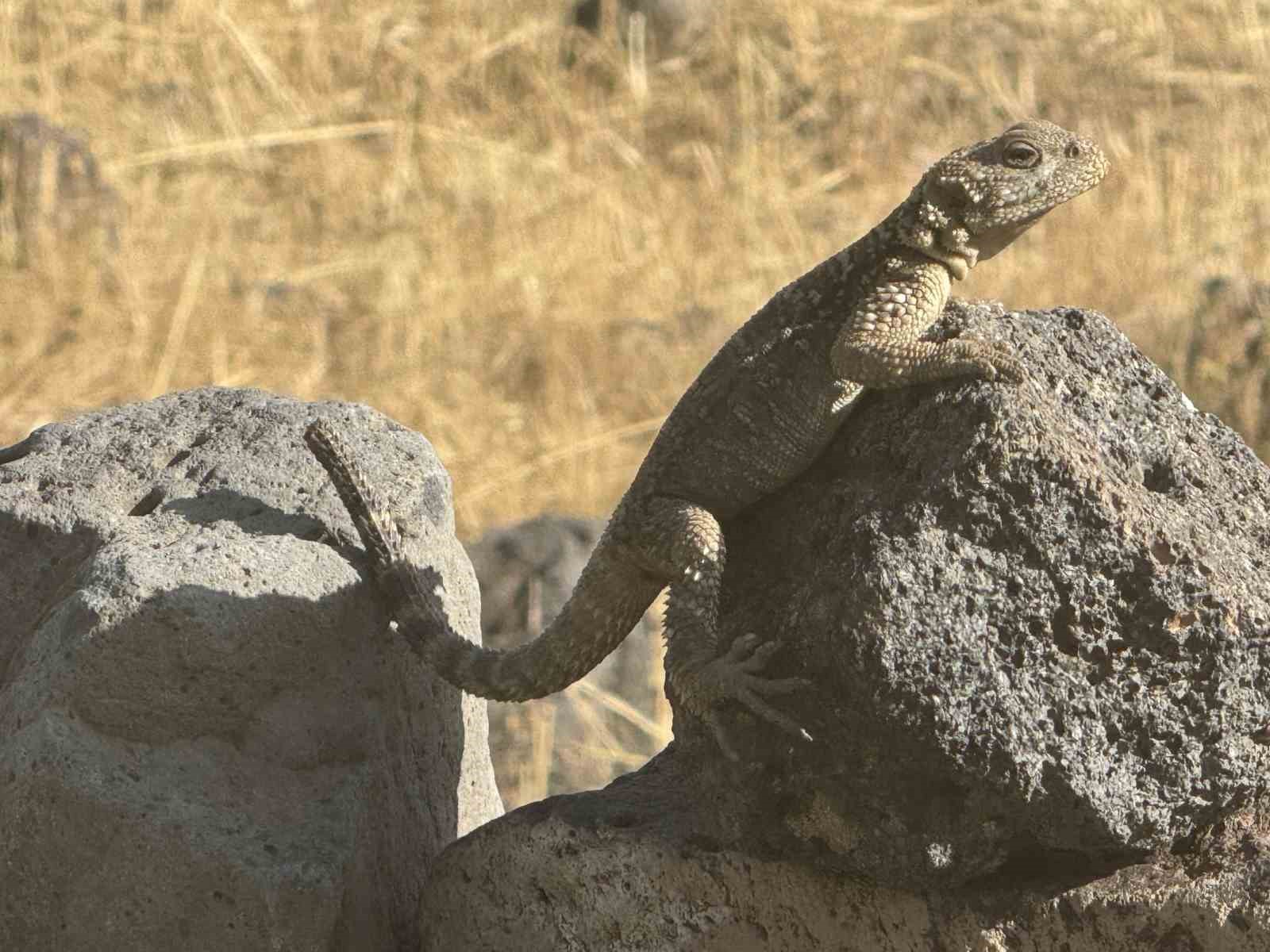Kafkas Keleri güneşlenirken görüntülendi