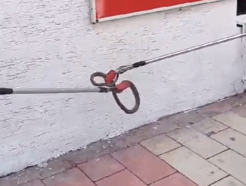 Kaldırımda görülen yılan paniğe neden oldu