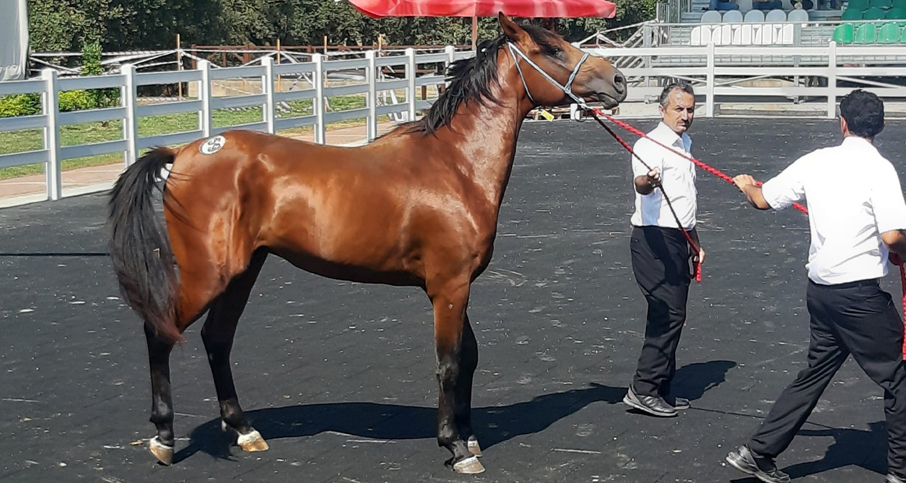 64 tayın satışından 26 milyon 640 bin TL gelir elde edildi