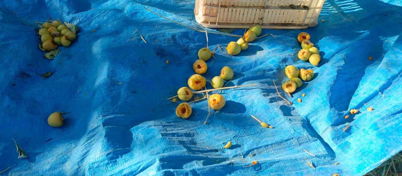 Kilolarca kayısı çöp oldu