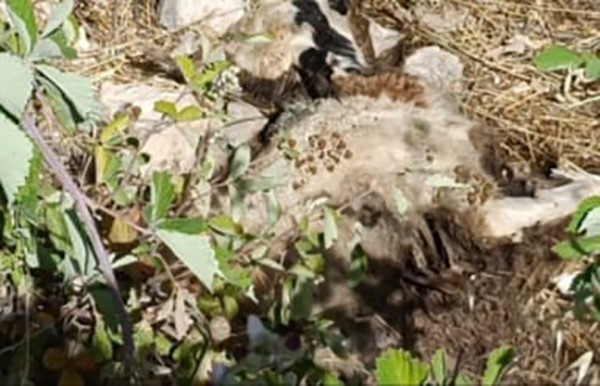 Koyun  sürüsüne  kurt dadandı: 21 koyun telef oldu