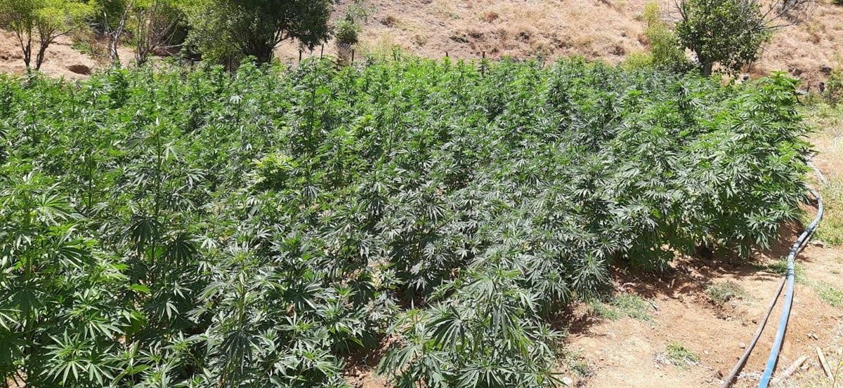 O ilde yapılan uyuşturucu operasyonunda 105 bin kök kenevir ele geçirildi