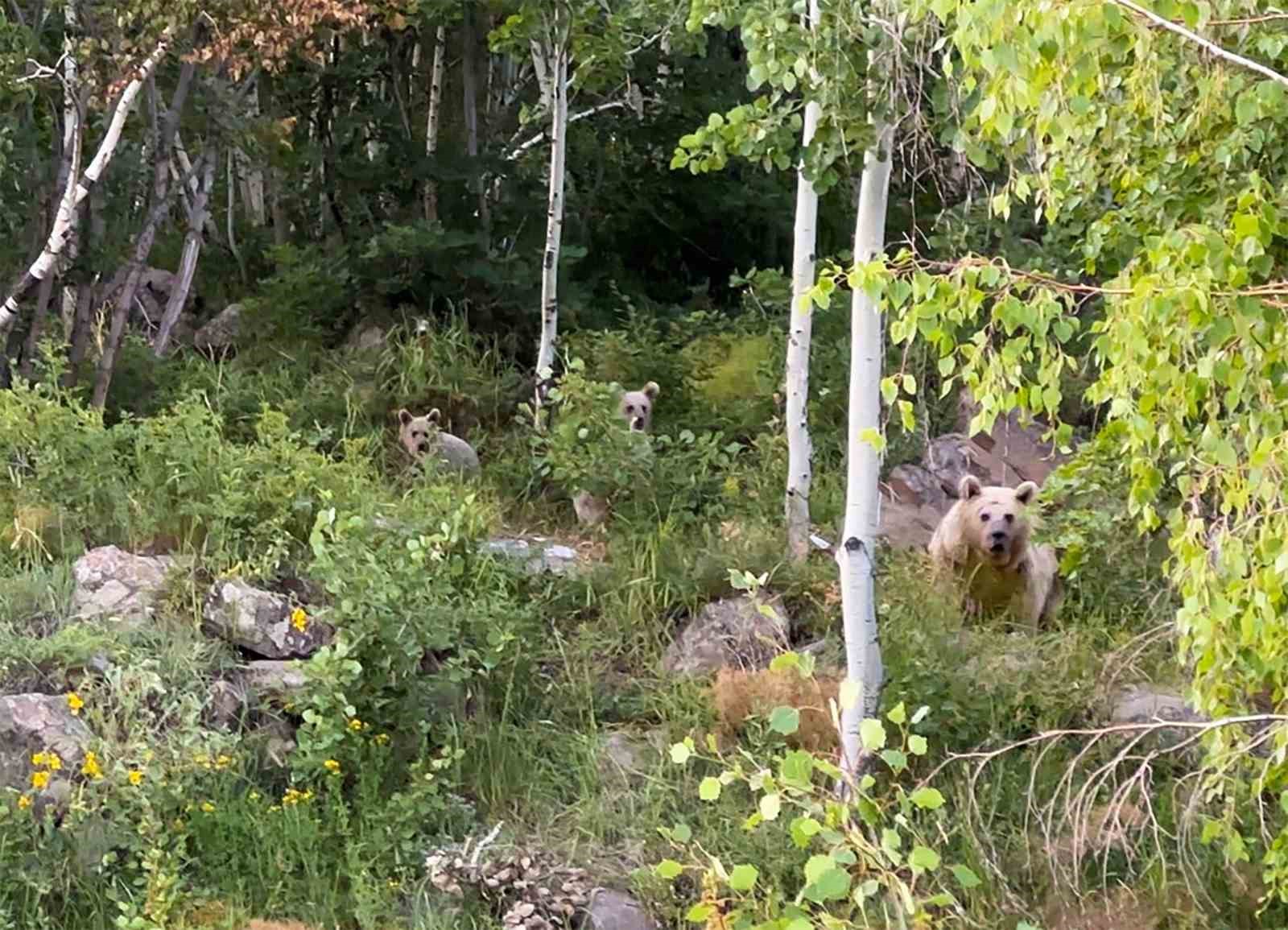 Piknikçilere ayı sürprizi