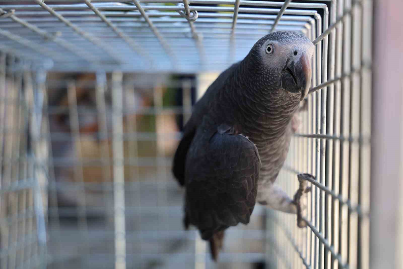 Sahibinin adıyla seslenen kayıp papağan, sahibini arıyor