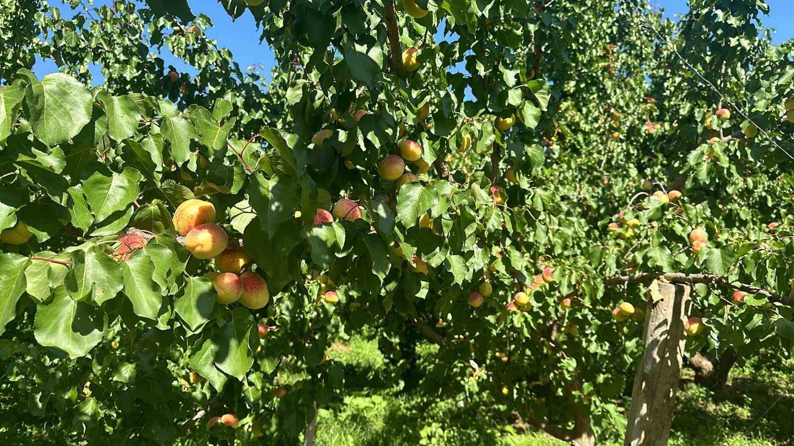 Sarı altın hasadı başladı