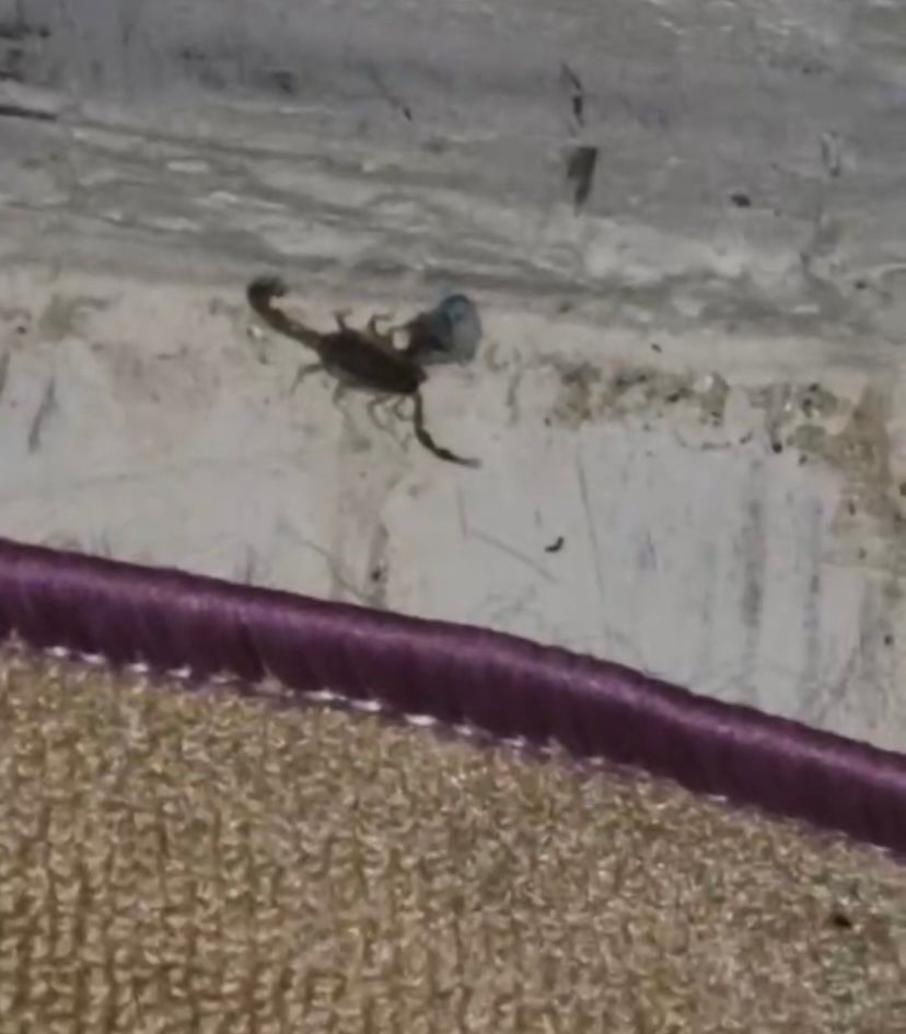 Sıcak havayı fırsat bilen akrepler evlere dadandı