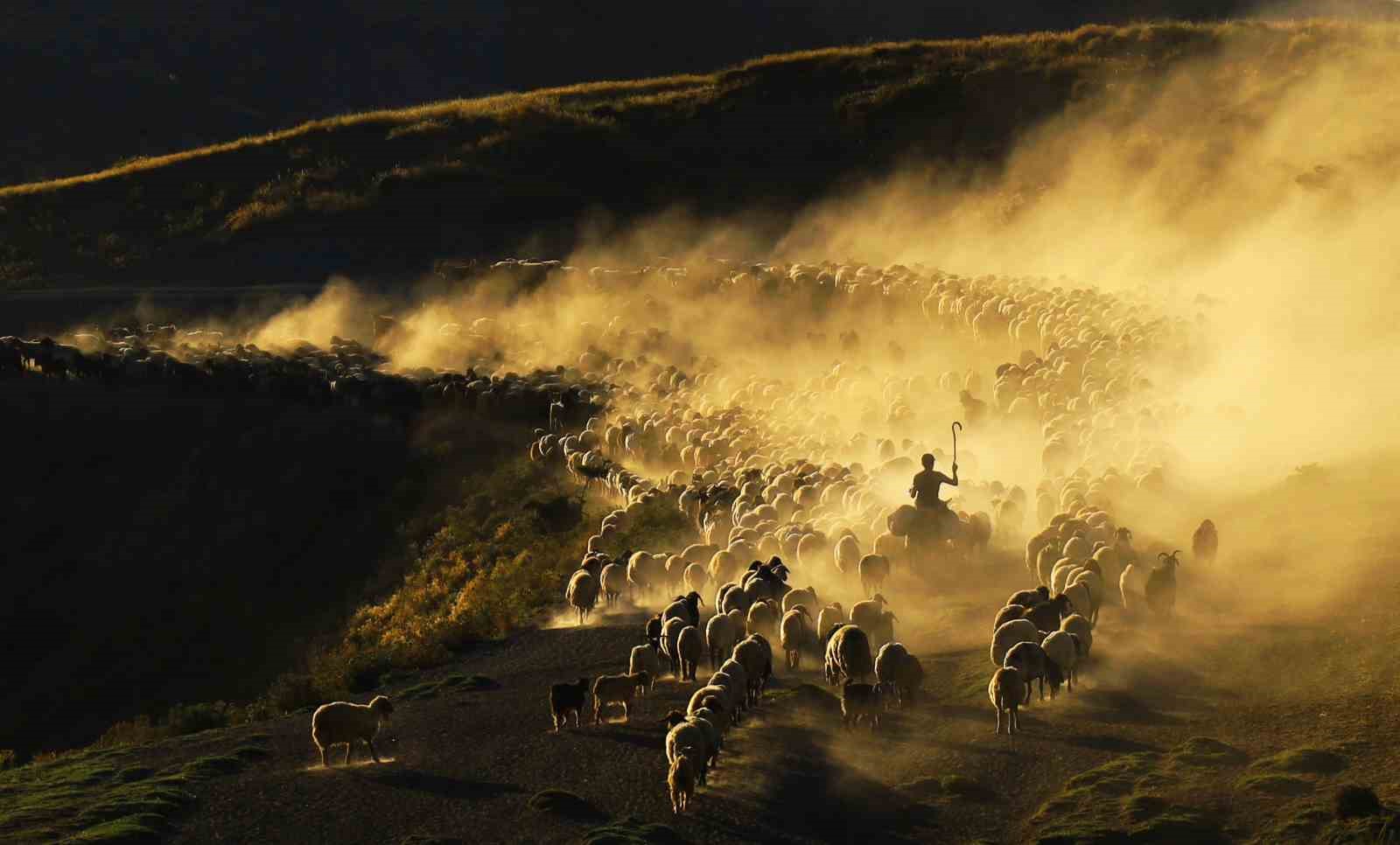 Sürülerin  zorlu yolculuğu başladı