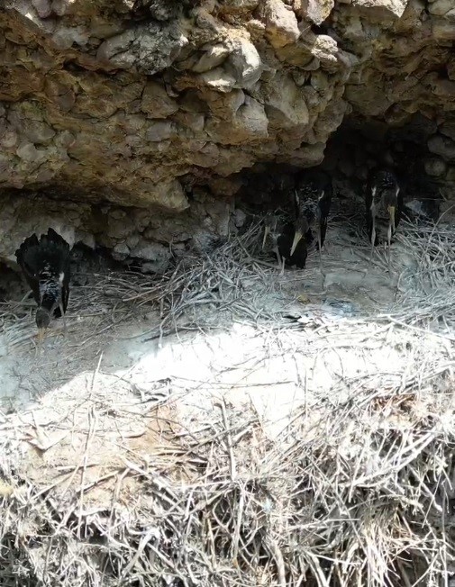 Türkiye’de nadir görülen kuş, Bingöl’de görüntülendi