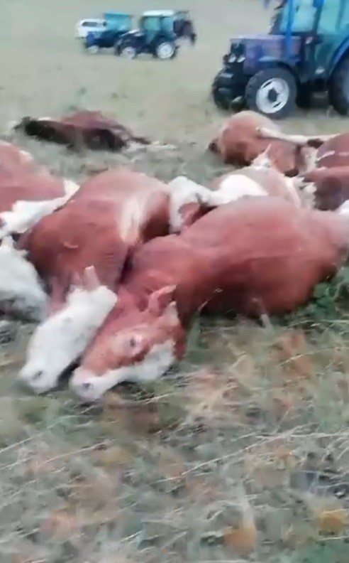 Üzerlerine yıldırım düşen 10 hayvan telef oldu