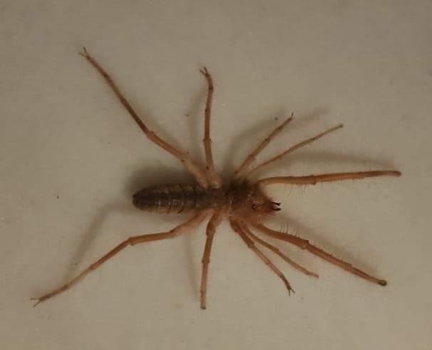 Uzmanlardan uyarı: “Sarı kız örümceğini öldürmeyin”